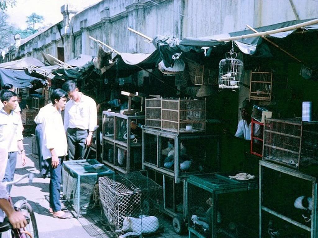Chợ bán động vật.