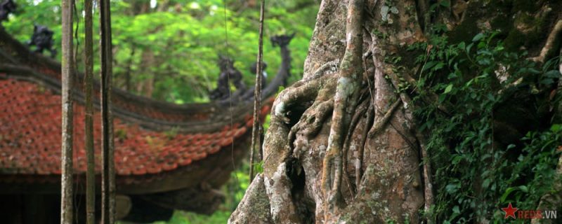 Giải oan cho 'bạo chúa' Lê Long Đĩnh.